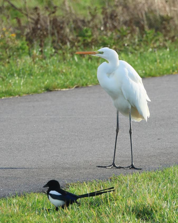 Grote Zilverreiger