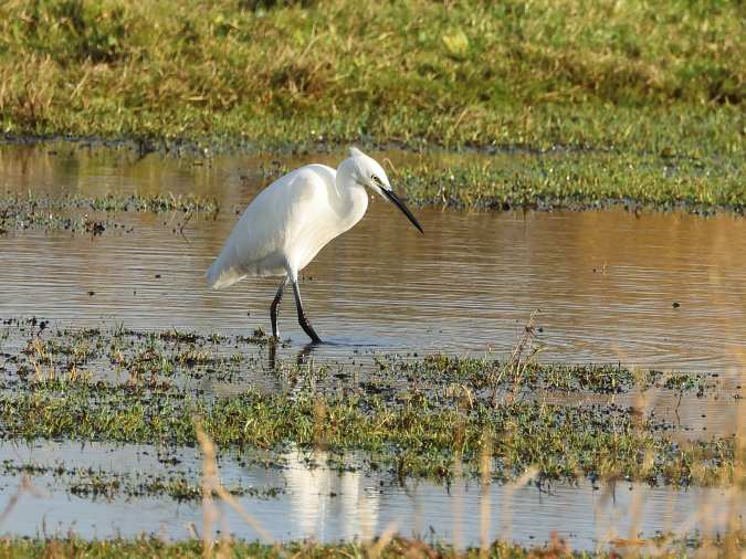 Kleine Zilverreiger