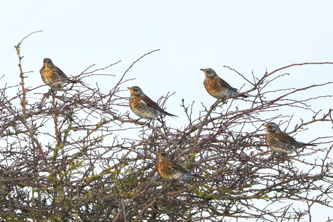 Kramsvogel