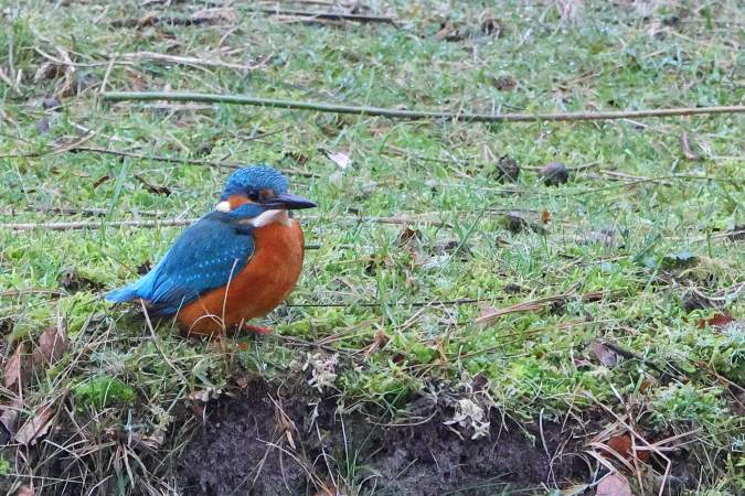 IJsvogel