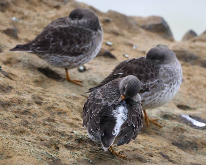 Paarse Strandlopers