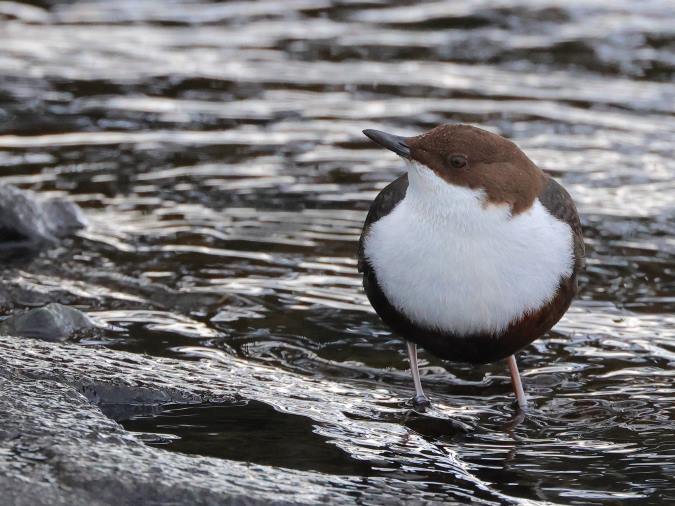 Zwartbuikwaterspreeuw