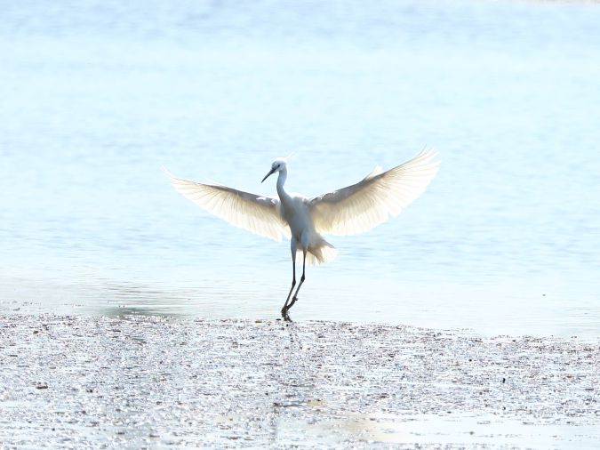 Grote Zilverreiger