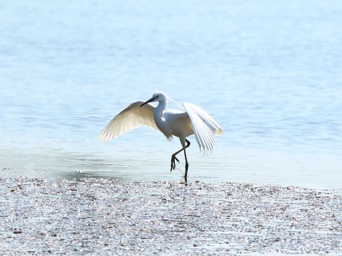 Grote Zilverreiger