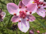 Zwanenbloemen langs het kerkepad