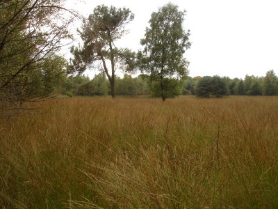 Heide op hoogveen